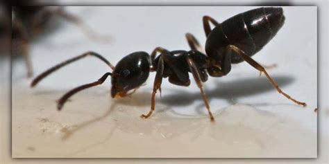 Ants in Walls: How to Get rid of them effectively | PestWeek