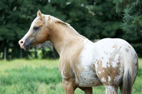 Palomino Appaloosa Arabian | Horses, Appaloosa, Horse breeds