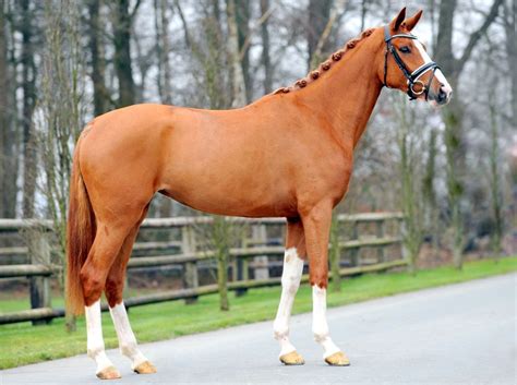 Horse & Ponies | Dressage & Show Jumping | Dressage Catalogue | Dressage horses, Chestnut horse ...