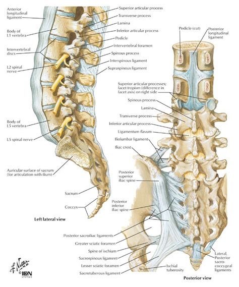 79 best Biomechanics images on Pinterest | Anatomy, Human body and Exercises