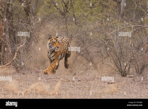 Bengal tiger hunting hi-res stock photography and images - Alamy