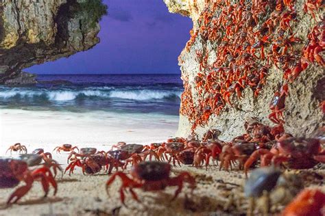 Red Crab Migration – Indian Ocean Experiences