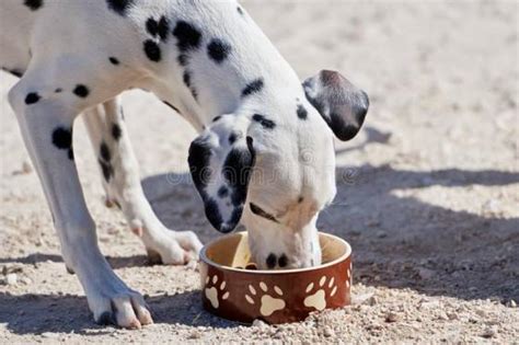 Best Dog Food for Senior Dogs | Our Fit Pets