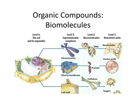 PPT - Organic Compounds: Biomolecules PowerPoint Presentation, free download - ID:6902685