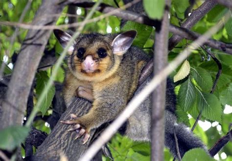 How Do You Get Rid Of Possums - Possum Control Guide - RayaGarden