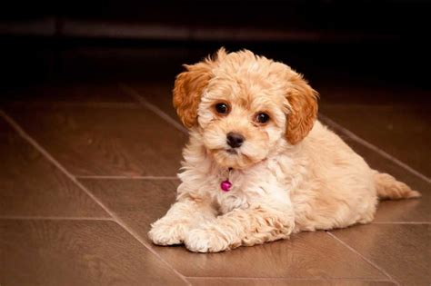 8 Cute Curly-Haired Dog Breeds: The Most Popular Dogs Pets Feed