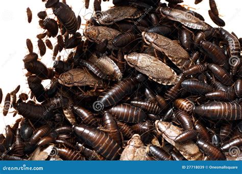 Cockroach Infestation Royalty Free Stock Images - Image: 27718039