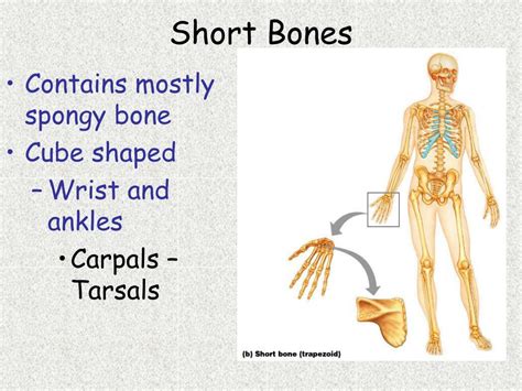 PPT - Chapter 6 Bones and Skeletal Tissues PowerPoint Presentation, free download - ID:2031056