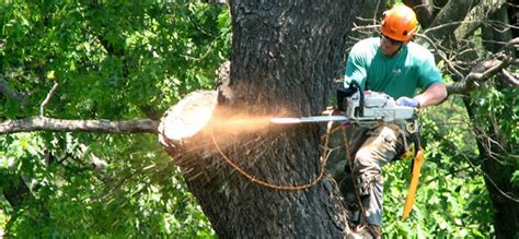 Tree Removal Near Me - The Local Tree Experts