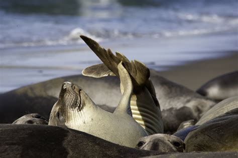 Elephant Seal Pup - Visit San Simeon