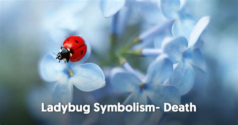 What is the Spiritual Meaning of Ladybugs? | Mysticsense