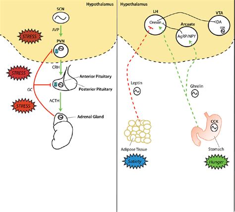 Figure 2 from How Might Circadian Rhythms Control Mood? Let Me Count ...