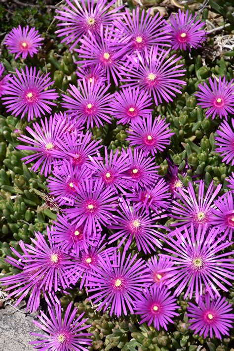 Purple Ice Plant (Delosperma cooperi) in Davidsonville, Maryland (MD) at Homestead Gardens