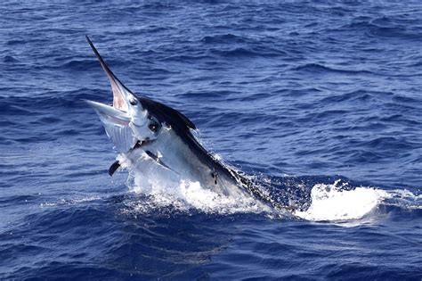 Marlin Fishing Share Charter off the Gold Coast - HotShot Charters