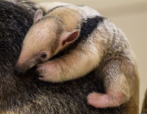 Southern Tamandua Born At Buffalo Zoo (PHOTOS)