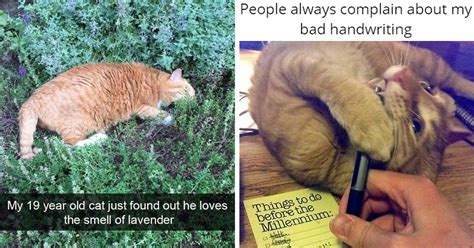 A Concoction Of 30 Orange Cat Memes, Pics And Snaps Capturing The Pawsomeness (And Hilarity) Of ...