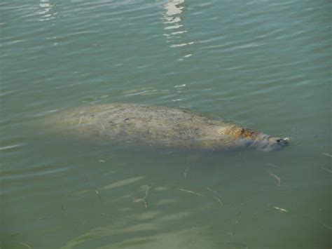 Manatee - Picture of Everglades National Park Boat Tours, Flamingo ...