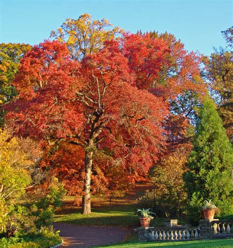 Experience Fantastic Fall Color at Morris Arboretum - Chestnut Hill