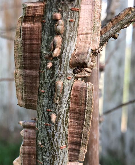 Winged Elm - Southern Native Trees