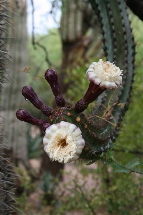 Walking Arizona: Spring Cactus Flowers