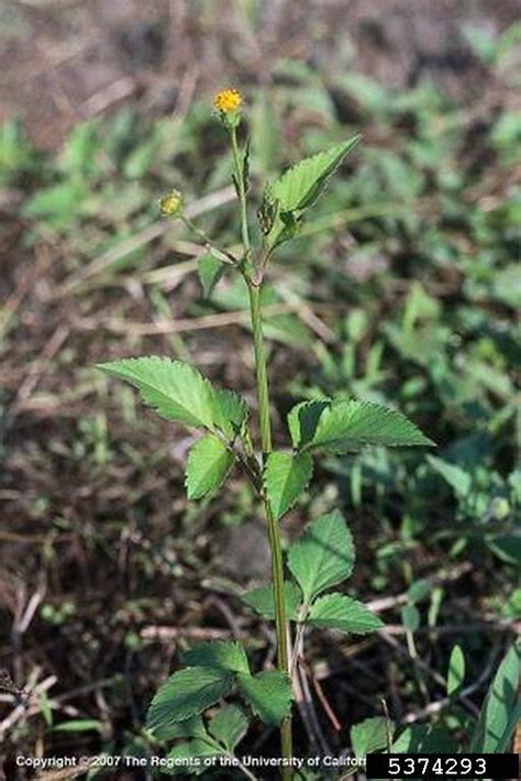 Bidens pilosa (hairy beggar-ticks): Go Botany