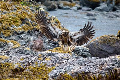 Alaska Wildlife Tours in Kachemak Bay, near Homer, Alaska