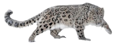 Snow Leopard PNG Transparent Snow Leopard.PNG Images. | PlusPNG