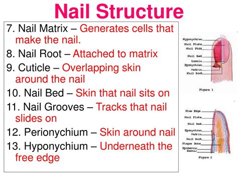 PPT - Nail Theory PowerPoint Presentation, free download - ID:2742453