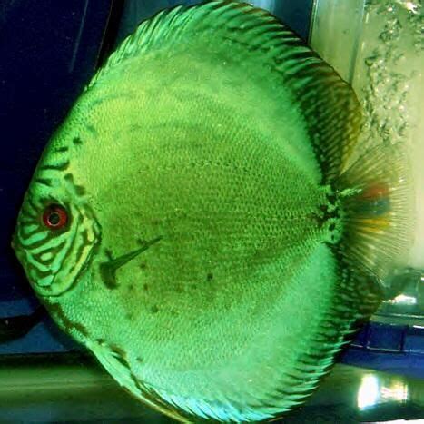 Discus Fish Types - Discus Fish Types