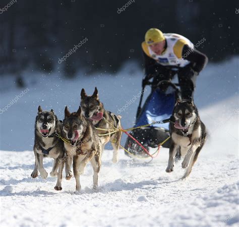 Dogs sled musher – Stock Editorial Photo © Rajen1980 #11404378