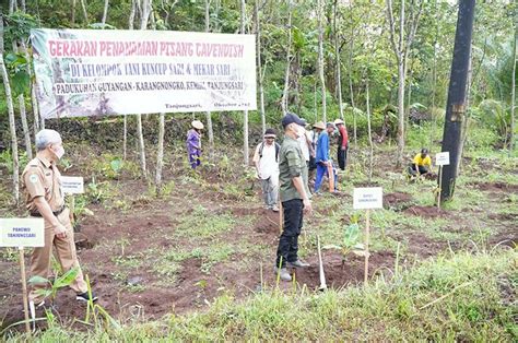 Dukung Sektor Wisata, Pemkab Gunungkidul Kembangkan Tanaman Pisang Cavendish