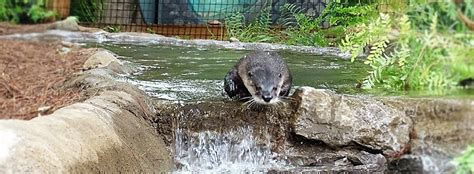 Evaluating a habitat expansion for North American river otters - Center ...