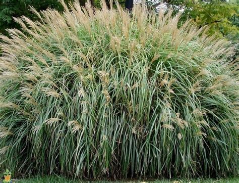 Adagio Miscanthus Maiden Grass — PlantingTree.com