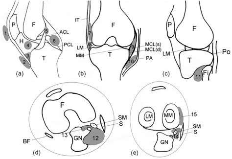 Longitudinal assessment of cyst-like lesions of the knee and their relation to radiographic ...