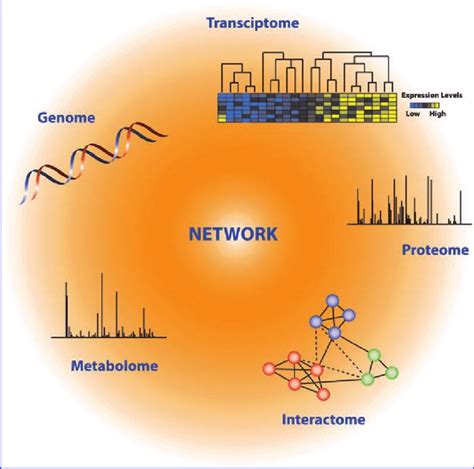 Schematic overview of network analysis. Integration of information from ...