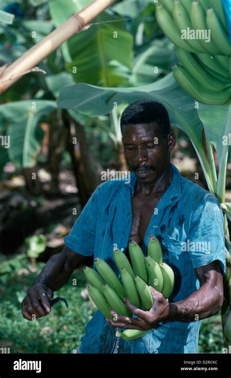 West Indies, Caribbean, St Lucia, River Doree Plantation, Musa ...