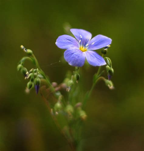 Shallow Depth Of Field Blue Flower