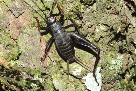 GRYLLIDAE | Pybio Paraguay Biodiversidad