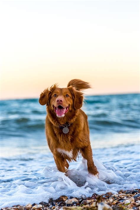 Best Dog Friendly Beaches in California - California Unpublished