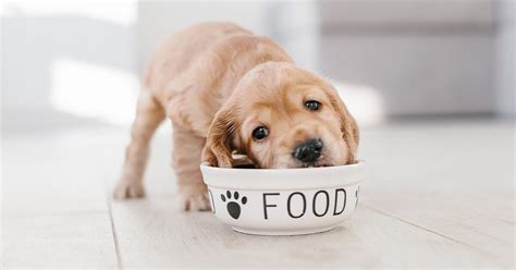 Ultimate Guide To 2022's Best Puppy Food — Pumpkin®