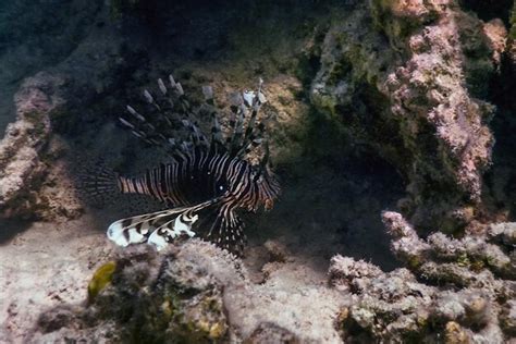 Pez león venenoso pez de arrecife de coral especies invasoras pterois ...