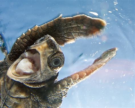 13 Ocean Animals That Know How To #StayWeird