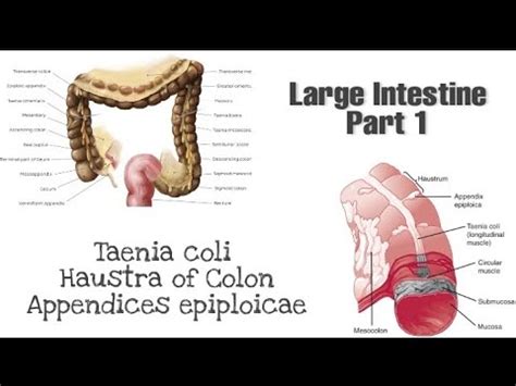 Taneia coli, Haustra and appendices epiploicae | Anatomy of Large ...