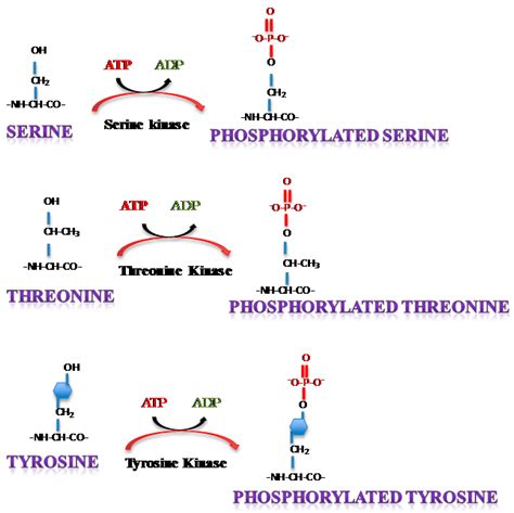 Viruses | Free Full-Text | Phosphorylation of Single Stranded RNA Virus ...