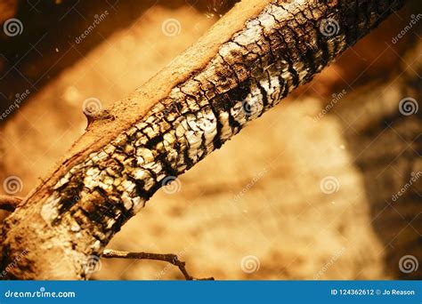 Charred wood. stock photo. Image of charred, crossing - 124362612