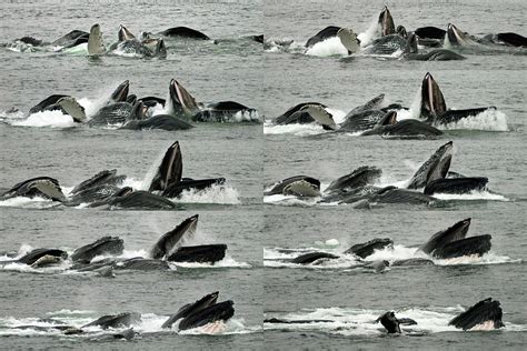 Humpback whale bubble-net feeding sequence x10 Photograph by Robert Shard