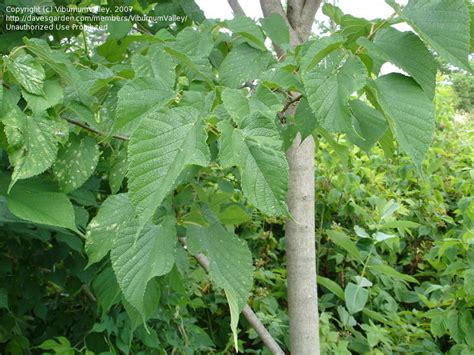 PlantFiles Pictures: Red Mulberry Tree (Morus rubra) by ViburnumValley