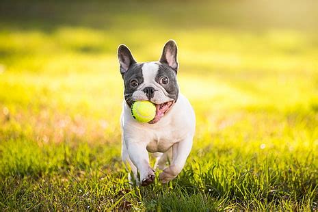 HD wallpaper: puppy, funny, French bulldog | Wallpaper Flare