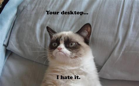 Download Cranky Cat Meme Wallpaper | Wallpapers.com