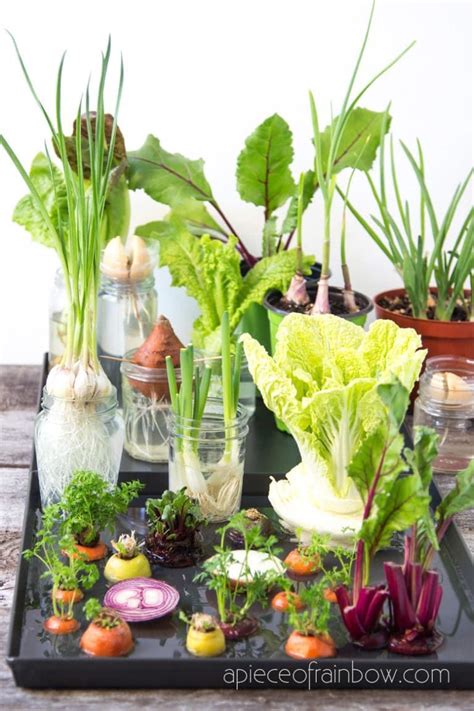 12 Greatest Veggies & Herbs to Regrow from Kitchen Scraps | Windowsill garden, Regrow vegetables ...